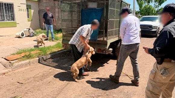 Abandono animal en Ciudad Obregón: Rescatan a cuatro perros y hallan otro muerto dentro de vivienda