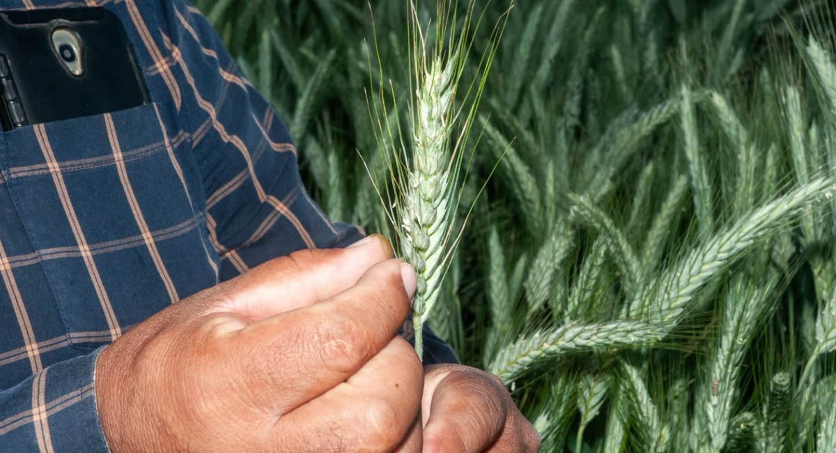 Agricultura publica mecánica operativa de incentivo a la comercialización de trigo panificable