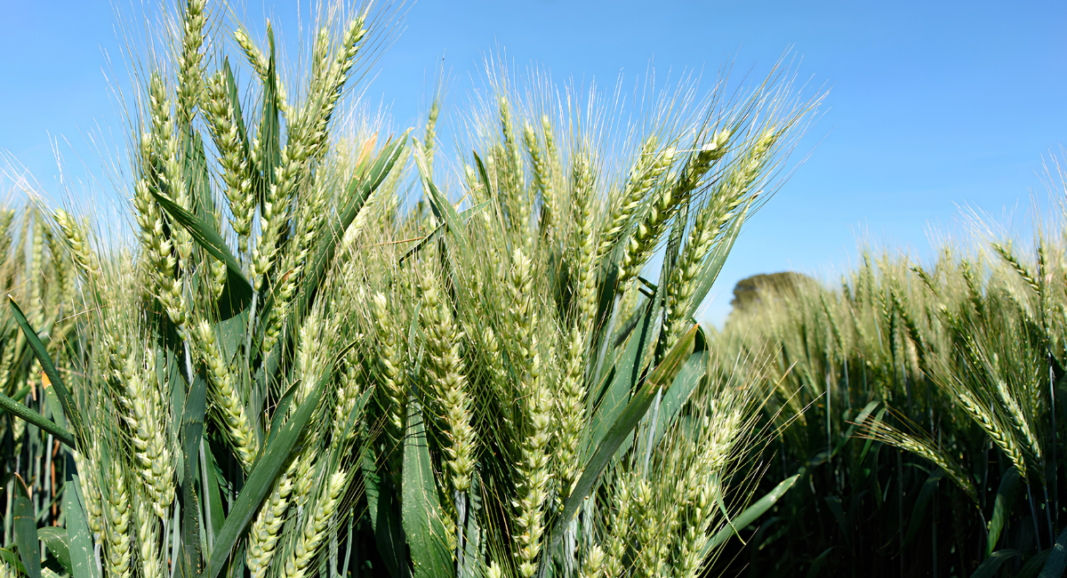 Agricultura publica mecánica operativa de incentivo a la comercialización de trigo panificable
