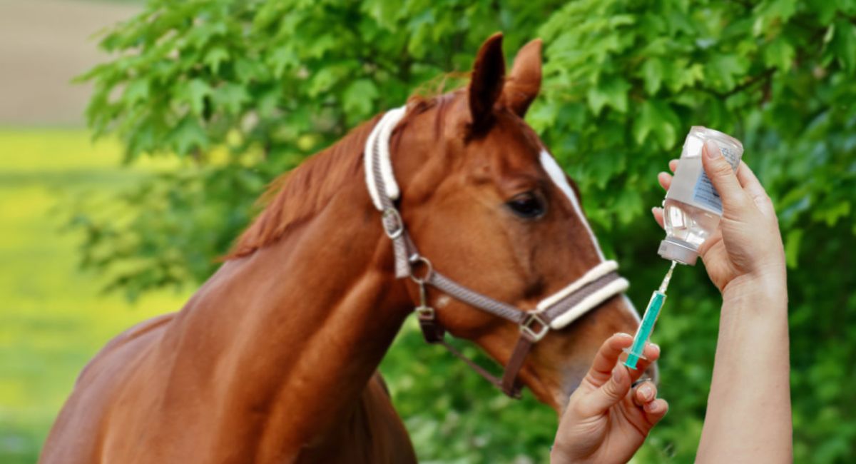 Autoridades retiran 4 lotes de medicamento veterinario luego de detectarse fibras de vidrio en inyecciones