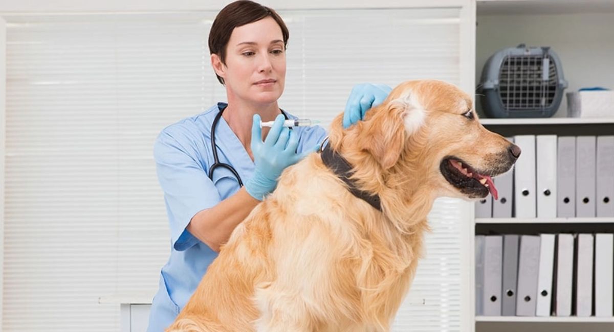 Autoridades retiran 4 lotes de medicamento veterinario luego de detectarse fibras de vidrio en inyecciones