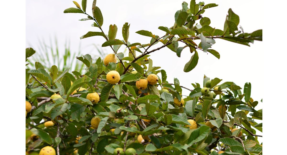 Avalado por la UNAM: por qué el té de hojas de guayaba es el mejor remedio casero para la digestión
