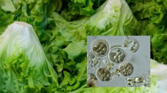 Brote de ciclosporiasis: FDA suma otros tres estados contaminados en Estados Unidos