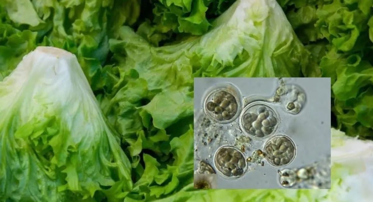 Brote de ciclosporiasis: FDA suma otros tres estados contaminados en Estados Unidos