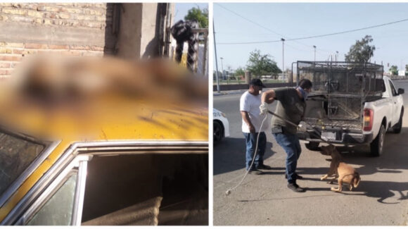 Cateo permite rescatar dos perros y localizar a otro sin vida en casa de San Luis Río Colorado