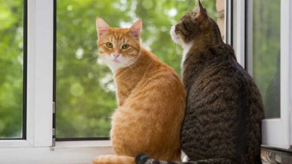 Día Internacional del Gato: Conoce porqué se celebra el 8 de agosto; verdades y mitos de los felinos