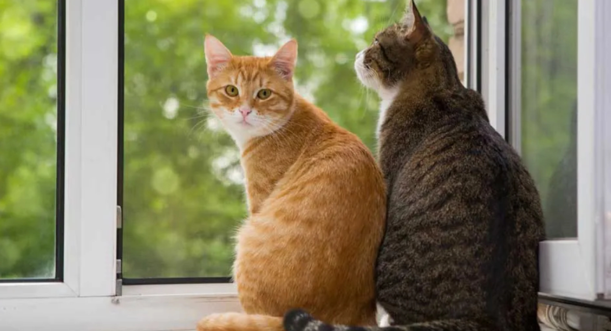 Conoce curiosidades de los felinos en el Día Internacional del Gato