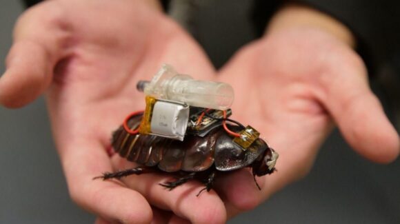 Cucarachas cyborg: los inusuales rescatistas que salvarán vidas tras los desastres