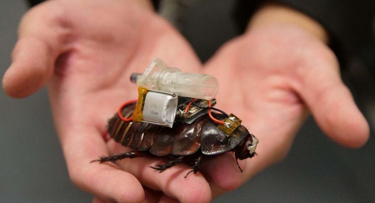 Cucarachas cyborg: los inusuales rescatistas que salvarán vidas tras los desastres