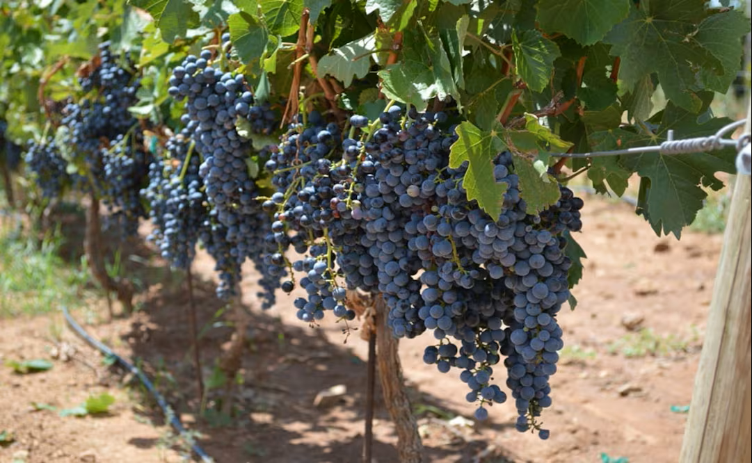 De Sonora para el mundo Estos son los productos que conquistan mercados internacionales