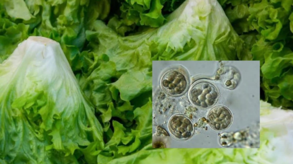 EU investiga lechuga de Guanajuato por brote de ciclosporiasis tras dos muertes en Michigan