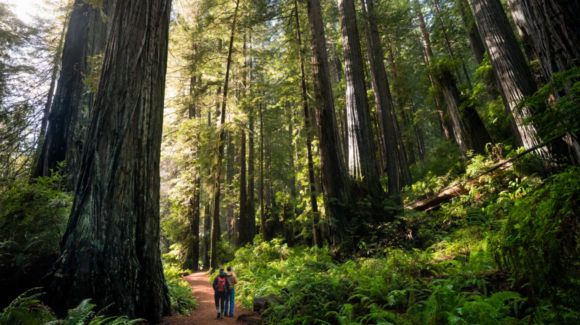 Estados Unidos busca permitir la tala de árboles en bosques nacionales para construir carreteras