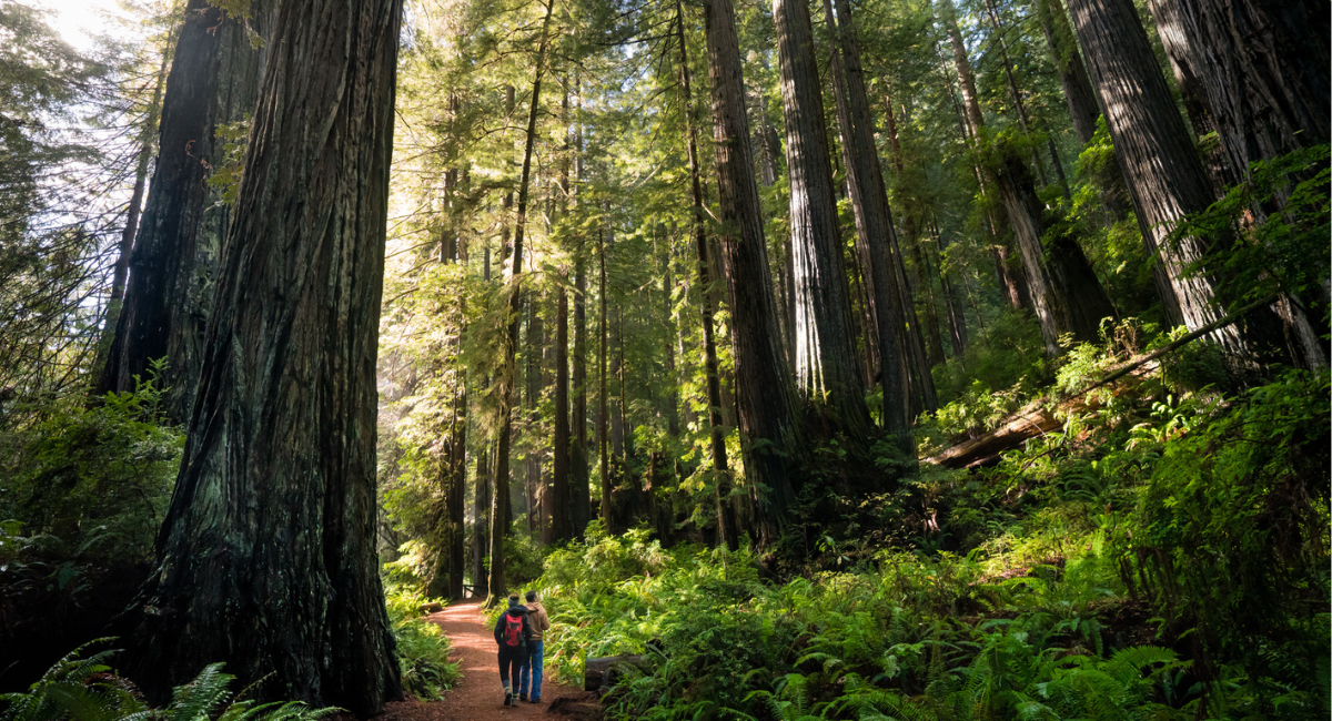 Estados Unidos busca permitir la tala de árboles en bosques nacionales para construir carreteras