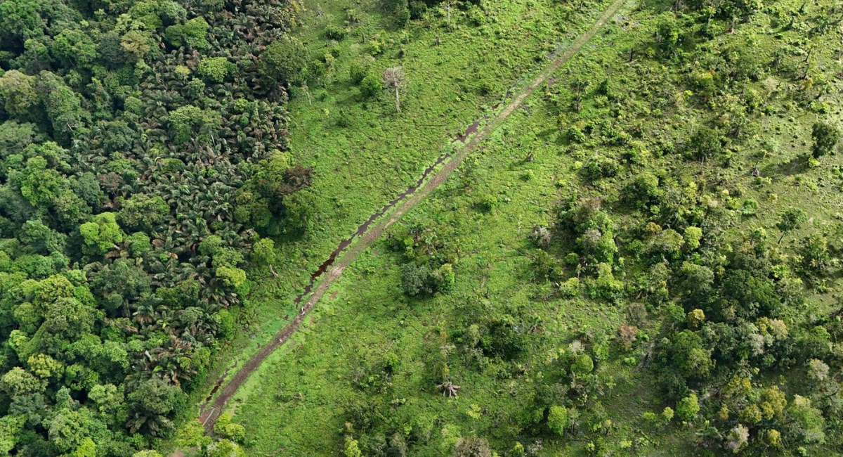 Estados Unidos busca permitir tala de árboles en bosques nacionales para construir carreteras