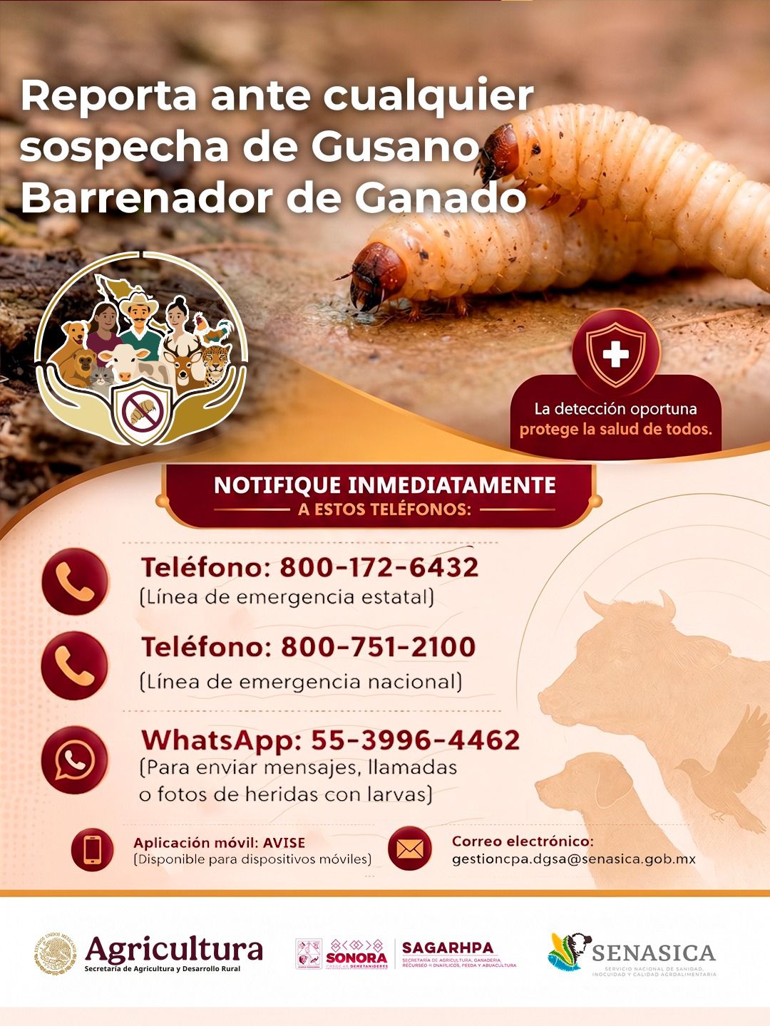 Gobierno de Sonora pide reportar casos sospechosos de gusano barrenador