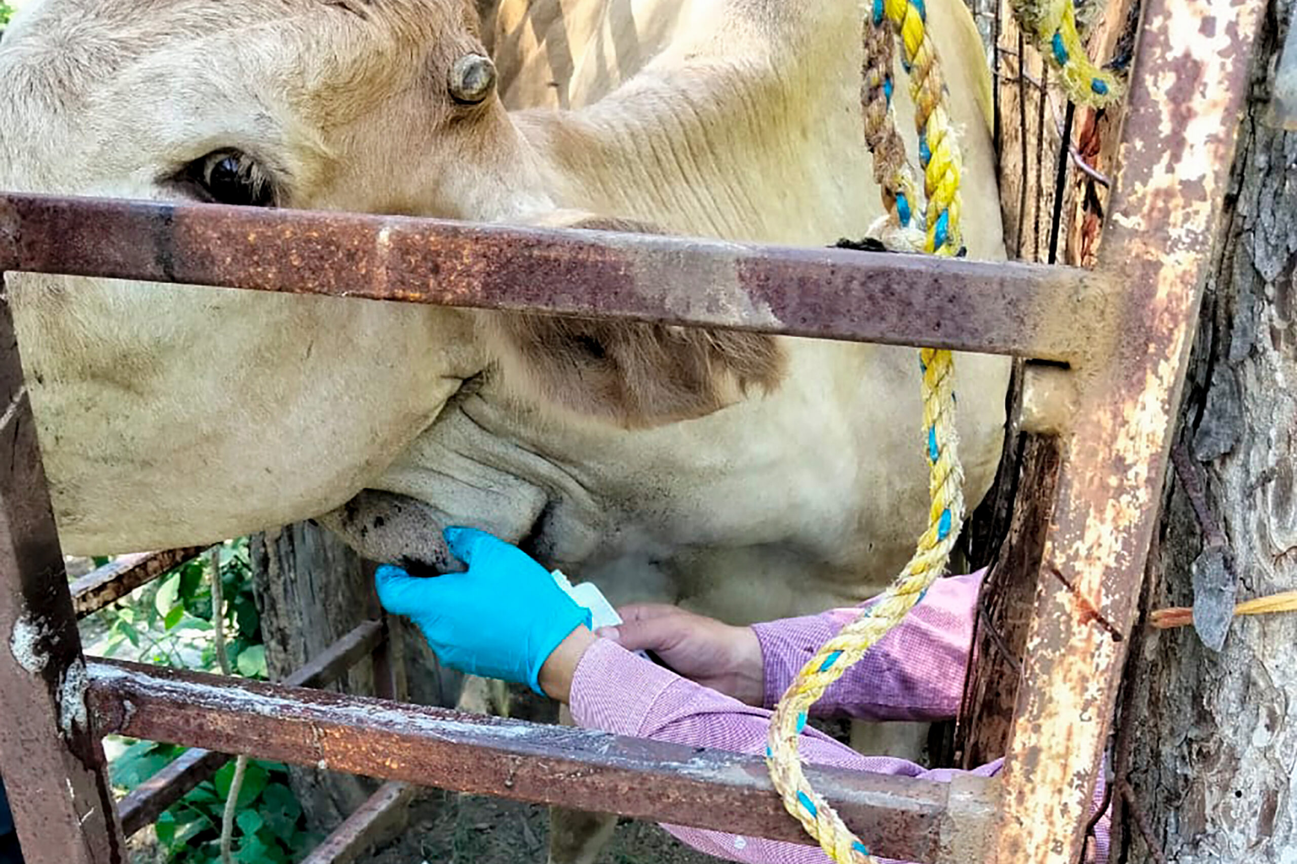 Gusano barrenador prende alerta en Sonora Suman 5 casos tras apertura de frontera