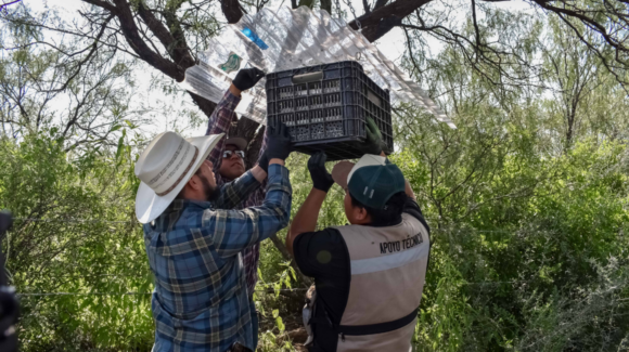 Liberan casi 15 millones de moscas estériles contra el gusano barrenador del ganado en Chihuahua 