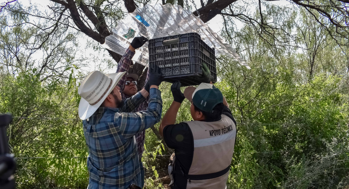Liberan casi 15 millones de moscas estériles contra el gusano barrenador del ganado en Chihuahua