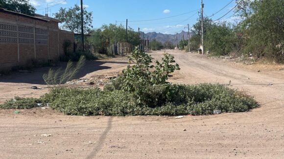Maleza invade calles de El Sahuaral y dificulta el paso en Empalme