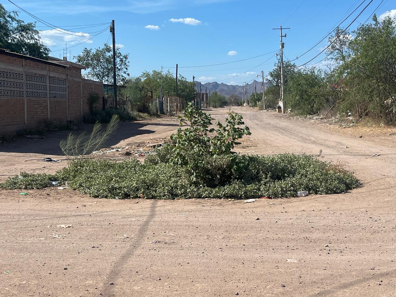 Maleza invade calles de El Sahuaral y dificulta el paso en Empalme