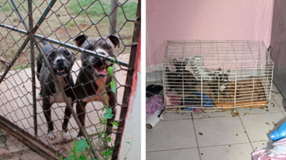 Maltrato animal en Cananea: AMIC rescata a pareja de perros y a sus crías en estado de abandono