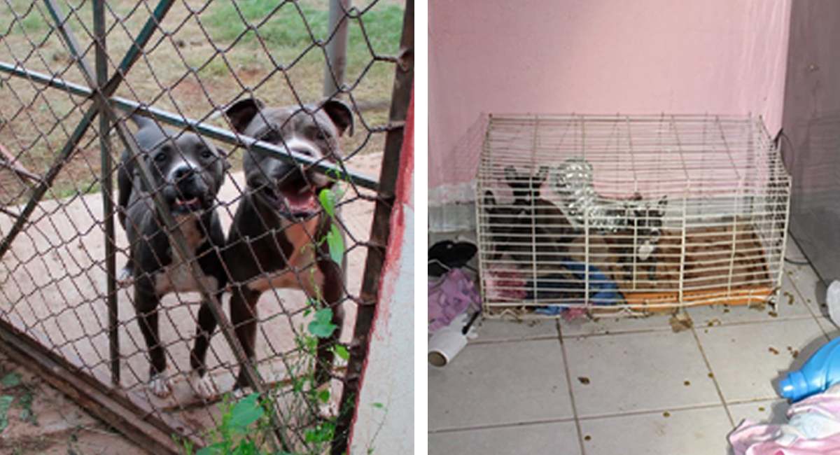 Maltrato animal en Cananea: AMIC rescata a pareja de perros y a sus crías en estado de abandono