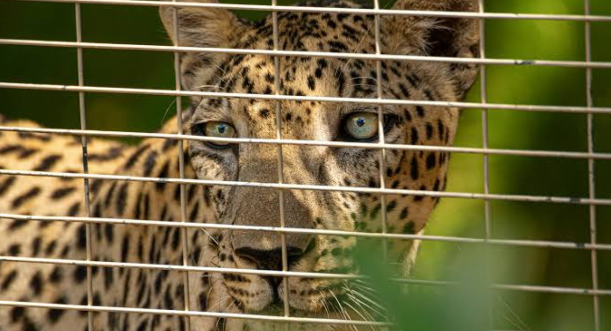 PT propone prohibir la posesión y comercialización de fauna silvestre como mascotas en México
