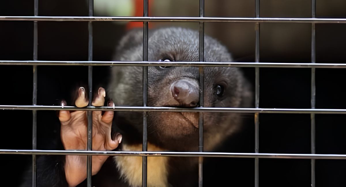 PT propone prohibir la posesión y comercialización de fauna silvestre como mascotas en México