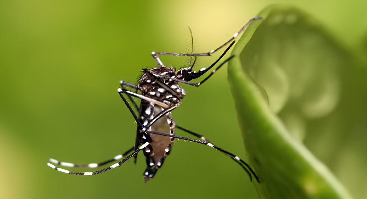 Pequeño, silencioso y letal: El mosquito se ha convertido en el mayor asesino de la humanidad