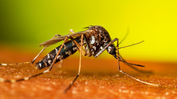 Pequeño, silencioso y letal: El mosquito se ha convertido en el mayor asesino de la humanidad