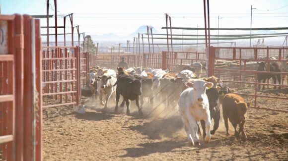 Pese a gusano barrenador, Sonora mantiene en pie reapertura de frontera ganadera: Sagarhpa