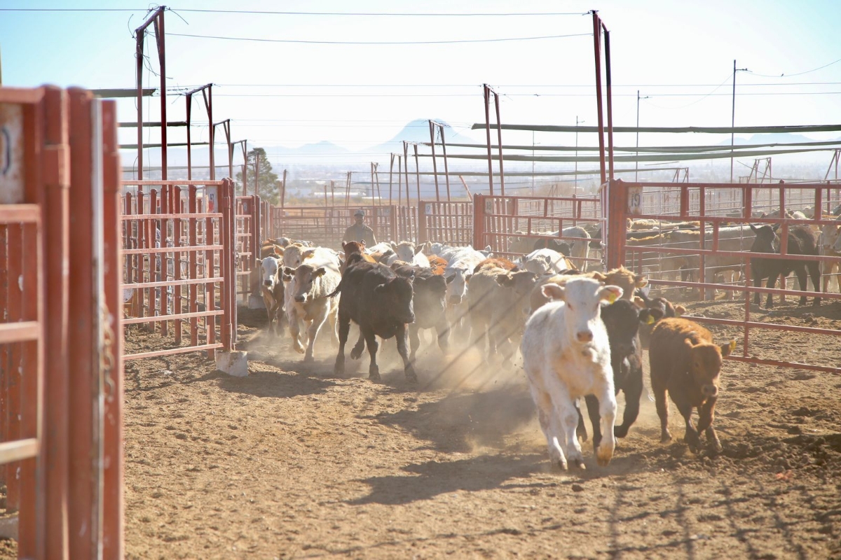 Pese a gusano barrenador, Sonora mantiene en pie reapertura de frontera ganadera Sagarhpa