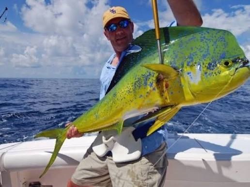 Pez dorado es opción contra la crisis pesquera en Guaymas pero se mantiene solo para pesca deportiva