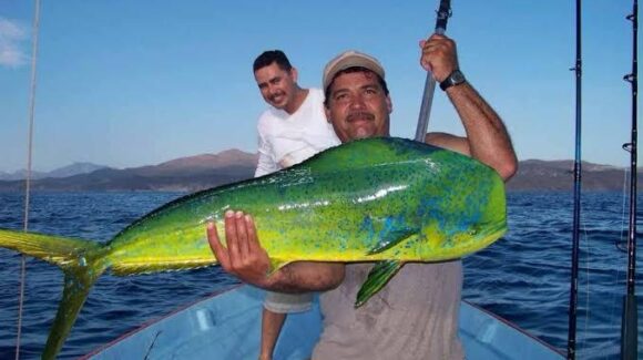 Pez dorado aliviaría la crisis pesquera en Guaymas pero es solo para pesca deportiva