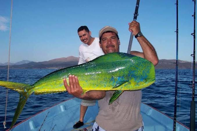 Pez dorado es opción contra la crisis pesquera en Guaymas pero se mantiene solo para pesca deportiva