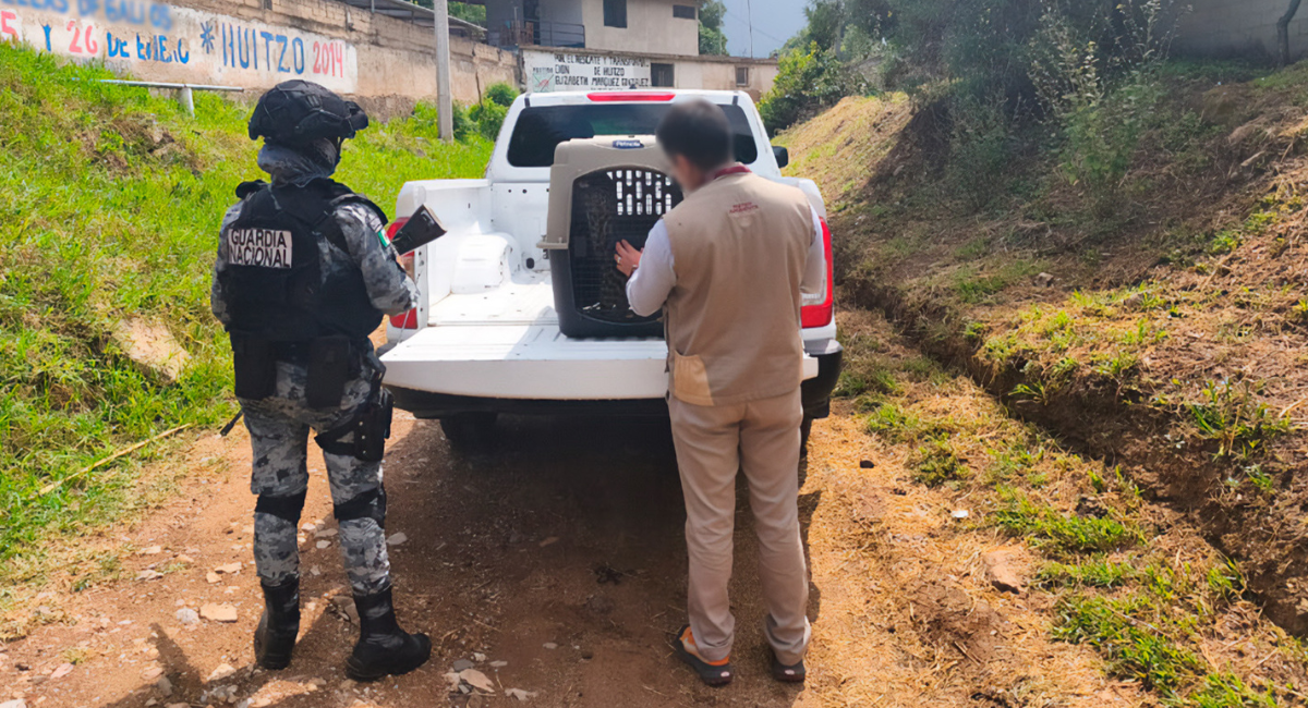 Profepa rescata a un tigrillo bebé retenido ilegalmente en un domicilio en Oaxaca