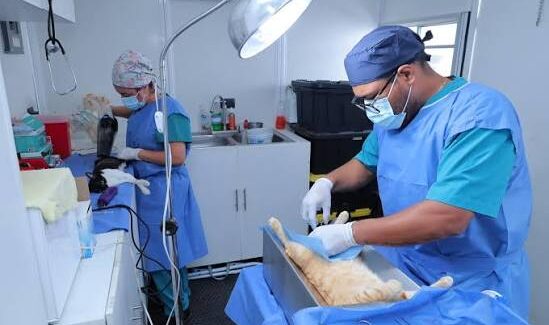Programan esterilizaciones de perros y gatos a bajo costo en Guaymas y Empalme