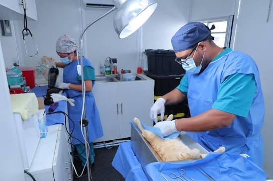 Programan esterilizaciones de perros y gatos a bajo costo en Guaymas y Empalme