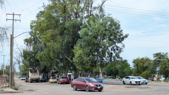 Protección Civil revisa árboles de la Calzada para prevenir accidentes durante las lluvias