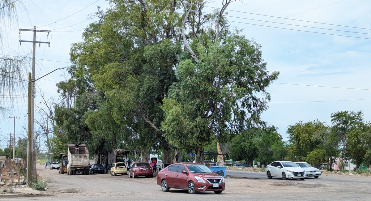Protección Civil revisa árboles de la Calzada para prevenir accidentes durante las lluvias