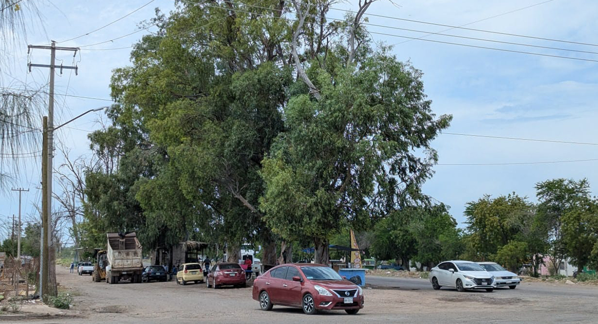 Refuerzan poda y retiro de árboles en Obregón tras daños por vientos y lluvias recientes