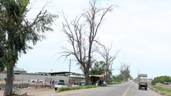 Refuerzan poda y retiro de árboles en Obregón tras daños por vientos y lluvias recientes