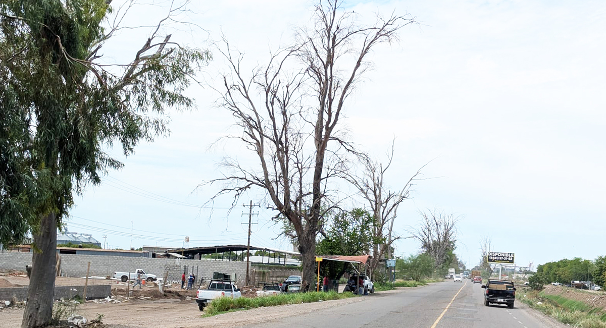 Refuerzan poda y retiro de árboles en Obregón tras daños por vientos y lluvias recientes