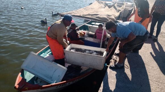 Ribereños de Guaymas y Empalme enfrentan incertidumbre por temporada de camarón