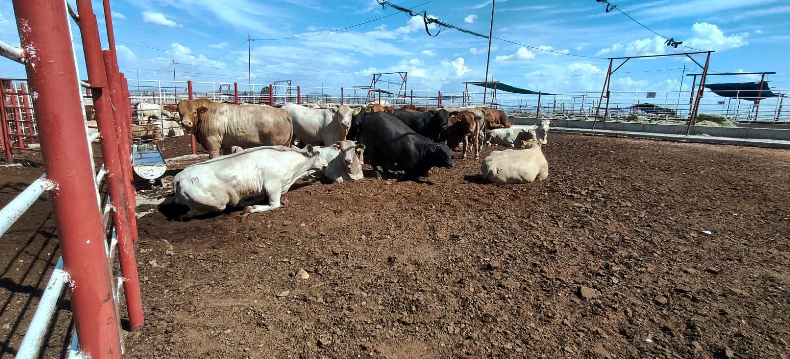 Se abre la frontera de Douglas con Agua Prieta para el cruce de ganado hacia Estados Unidos