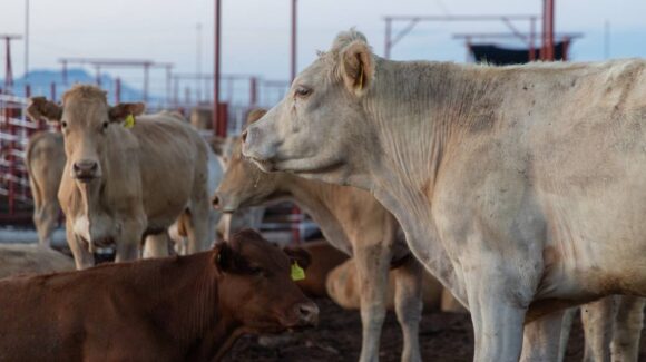 Se abre la frontera de Douglas con Agua Prieta para el cruce de ganado hacia Estados Unidos