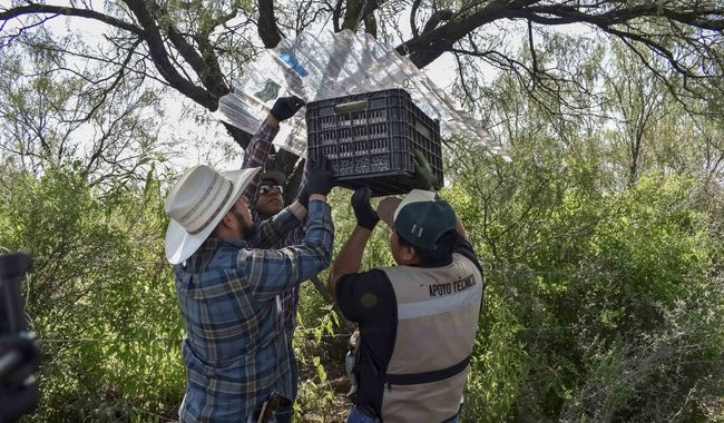 Senasica blinda Sonora tras detectar primer caso de gusano barrenador en Álamos