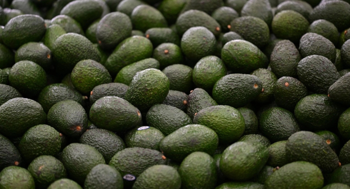 Sheinbaum alista plan de acción en Michoacán para reanudar exportación de aguacate a EU