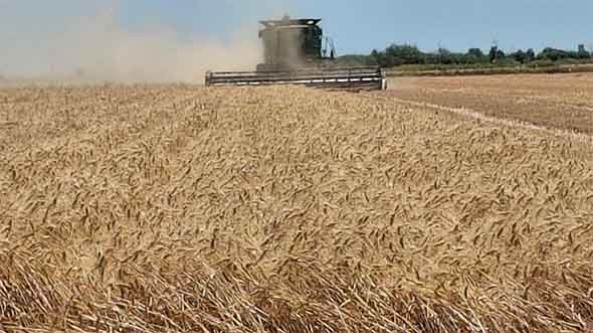 Sonora entrega 150 mdp a productores de trigo; persiste incertidumbre para próximo ciclo