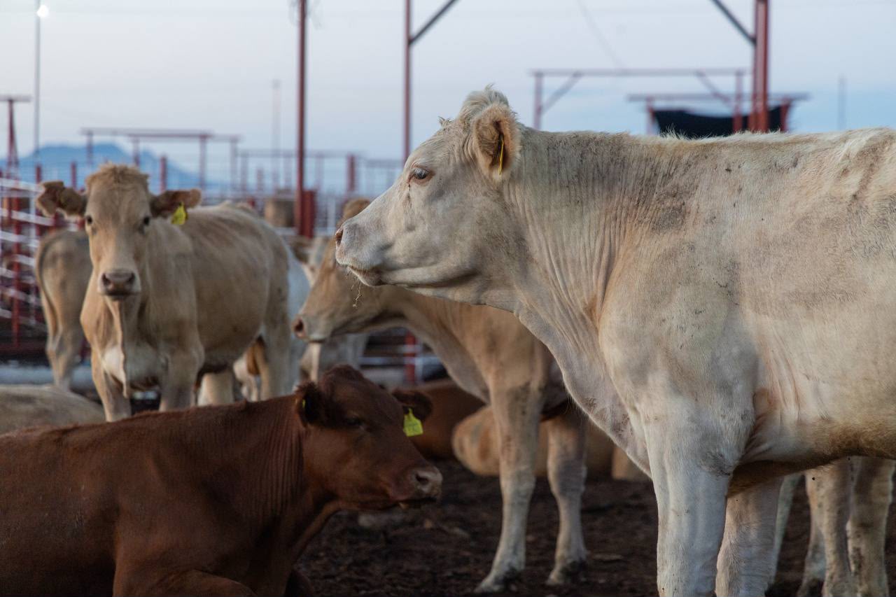 Sonora reabre exportación de ganado a EU; Durazo y Sheinbaum encabezan regreso